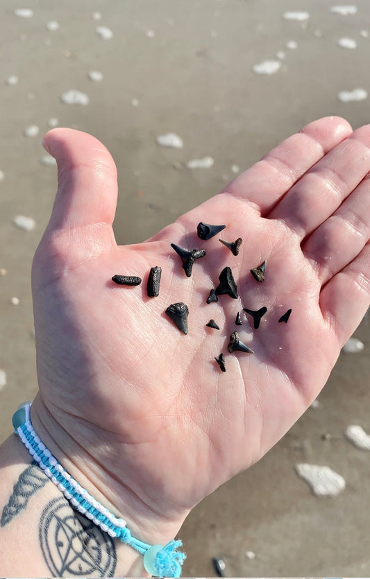 Beachcombing on Amelia Island Florida, finding shark teeth, seashells and sea glass on the beach