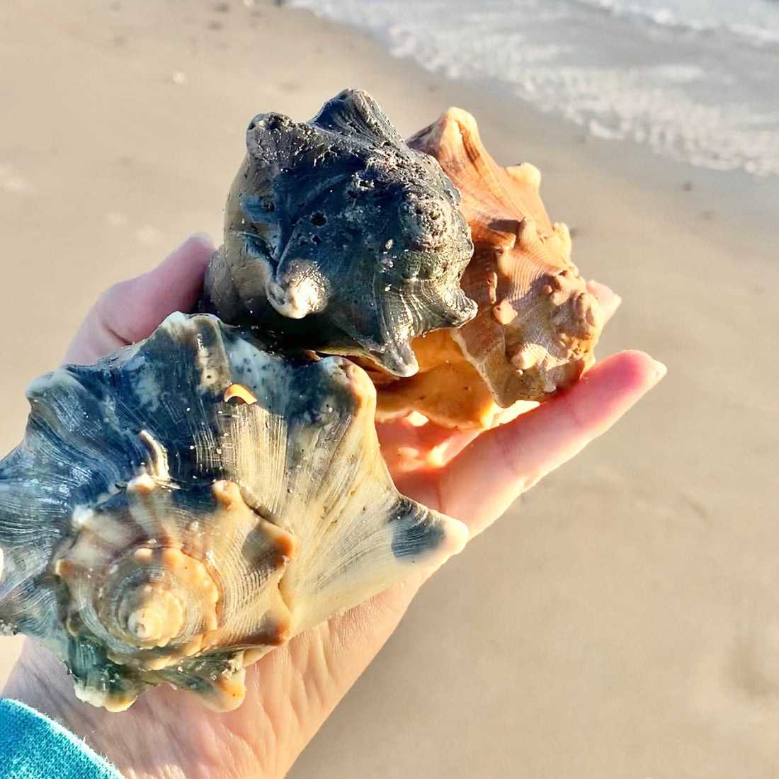 Hand holding 3 large whelk shells. tips for cleaning and caring for sea shells