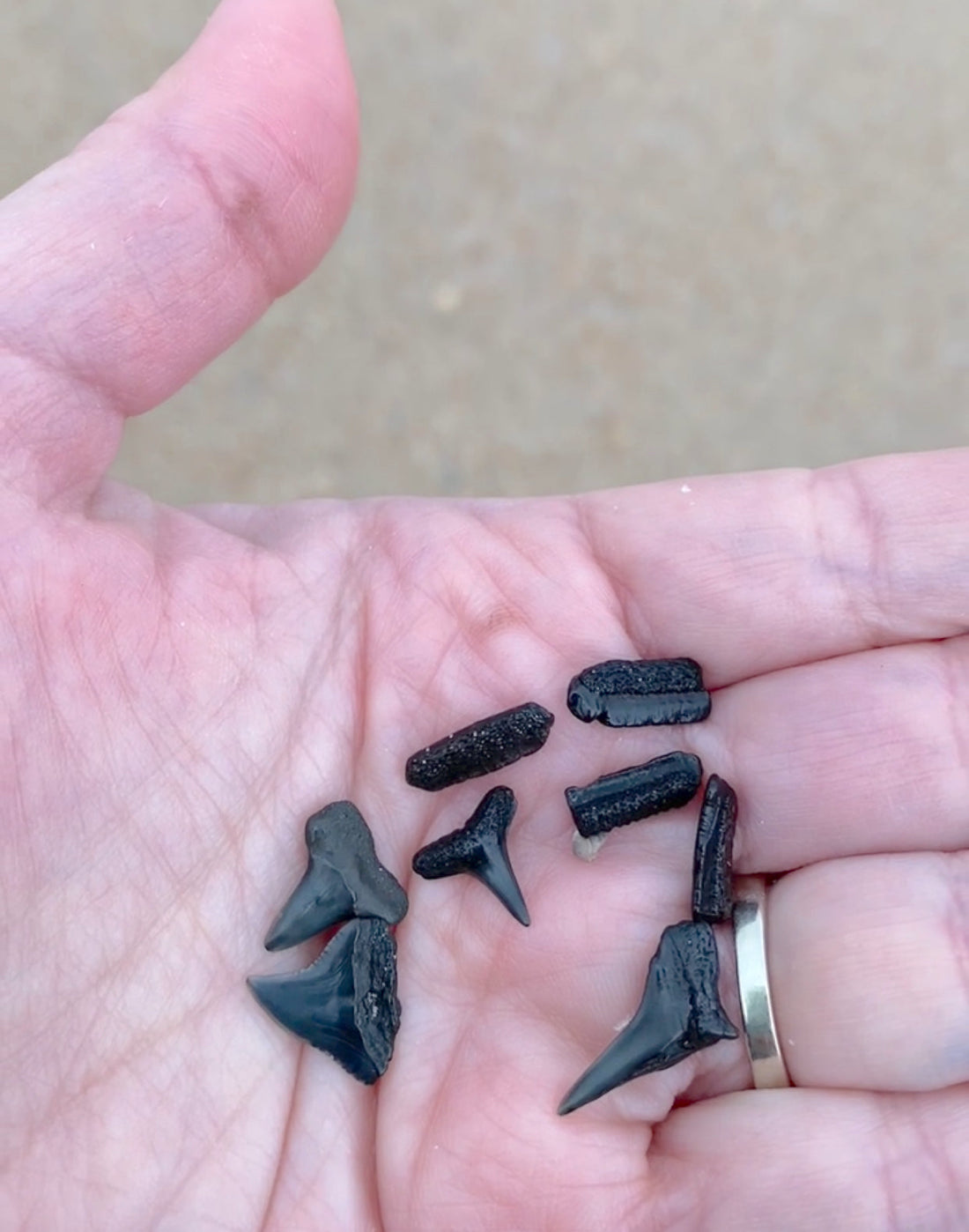 Shark teeth found beachcombing on Amelia Island Florida beach